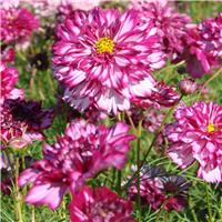 Cosmos bipinnatus Double Click Bicolour Violet