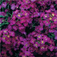 Alyssum (Lobularia maritima) - Wonderland Deep Purple