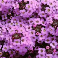 Alyssum (lobularia) maritima wonderland lavender