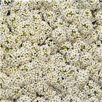 Alyssum (lobularia) maritima wonderland white