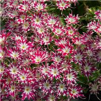 Phlox Drummodii Popstars Rose With Eye