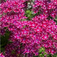 Phlox Drummodii Popstars Purple