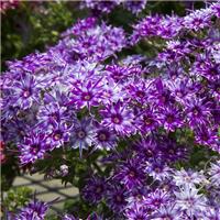Phlox Drummodii Popstars Blue