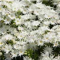 Phlox Drummodii Popstars White