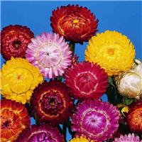 Helichrysum Bracteatum Formula Mix - Strawflower Plant
