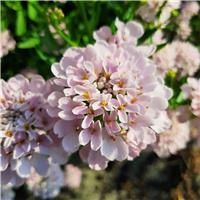 Iberis Umbellata 'Rose Cardinal' - Candy Tuft