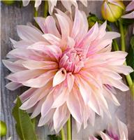 Giant Flowered Dahlia - Cafe de Paris - In Bud & Bloom