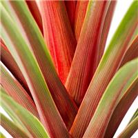 Cordyline Magic Star - Torbay Palm