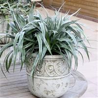Astelia chatamica Silver Shadow