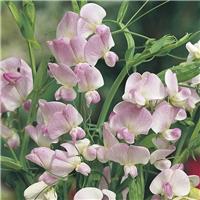 Lathyrus latifolius 'Pink Pearl' - Hardy Everlasting Sweetpea