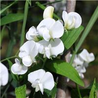 Lathyrus latifolius 'White Pearl' - Hardy Everlasting Sweetpea