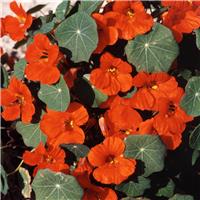 Nasturtium Tom Thumb Empress of India