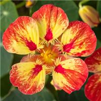 Nasturtium Ice Cream Sundae