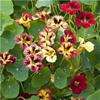 Nasturtium Bloody Mary