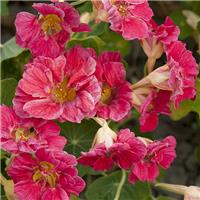 Nasturtium Jewel Cherry Rose