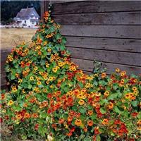Nasturtium Tall Climbing Mix