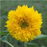 Sunflower Plant - Helianthus Teddy Bear