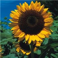 Sunflower Plant - Helianthus Tall Single