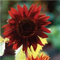 Sunflower Plant - Helianthus Claret