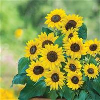 Sunflower Plant - Helianthus Sunflower Dwarf Sunray Yellow