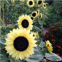 Sunflower Plant - Helianthus Valentine