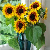 Sunflower Plant - Helianthus Helios Flame