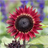 Sunflower Plant - Helianthus Desire