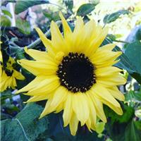 Sunflower Plant - Helianthus Moon Walker