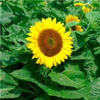 Sunflower Plant - Helianthus Bambino