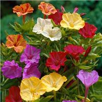 Mirabilis jalapa Plant - Tea Time Mixed - Marvel of Peru - Four O'Clock Plants