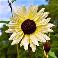 Sunflower Plant - Helianthus Vanilla Ice