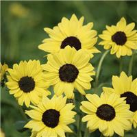 Sunflower Plant - Helianthus Debilis Soluna Lemon