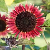 Sunflower Plant - Helianthus Ms Mars