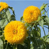Sunflower Plant - Helianthus Double Sun King