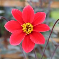 Dahlia Bishops Children
