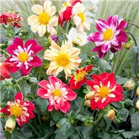 Dahlia Dandy Mix