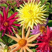 Dahlia Cactus Hybrids