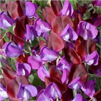 Sweet Pea Plant 'Matucana'