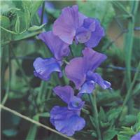 Sweet Pea Plant Spencer 'Flag Ship'