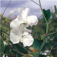 Sweet Pea Plant Modern Spencer 'Swan Lake'