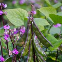 Hyacinth Bean Dolichos Lablab