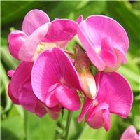 Lathyrus latifolius 'Red Pearl' - Hardy Everlasting Sweetpea
