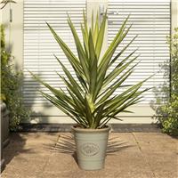 Yucca elephantipes Elmila - Palm Tree - circa 60cm tall