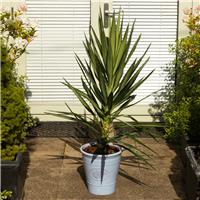Large Yucca elephantipes Elmila - Palm Tree - circa 100-120cm
