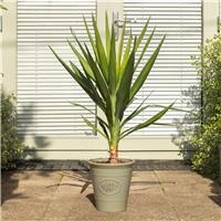 Yucca Elephantipes - Patio Palm Tree - circa 80cm tall