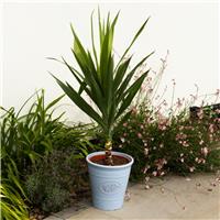 Large Yucca Elephantipes - Patio Palm Tree - circa 140-160cm
