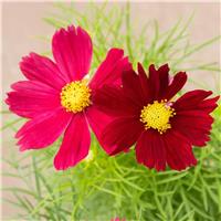 Cosmos Casanova Red - Garden Colour Daisy