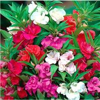 Impatiens balsamina - Double Flowered