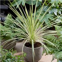 Cordyline australis 'Lime Passion'