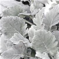Baby Angels Wings - Senecio cineraria 'Cirrus' - Dusty Miller Plant